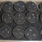 Papptöpfchen mit Samen auf Rhododenron-Erde