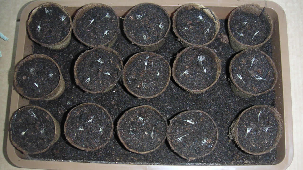 Papptöpfchen mit Samen auf Rhododenron-Erde