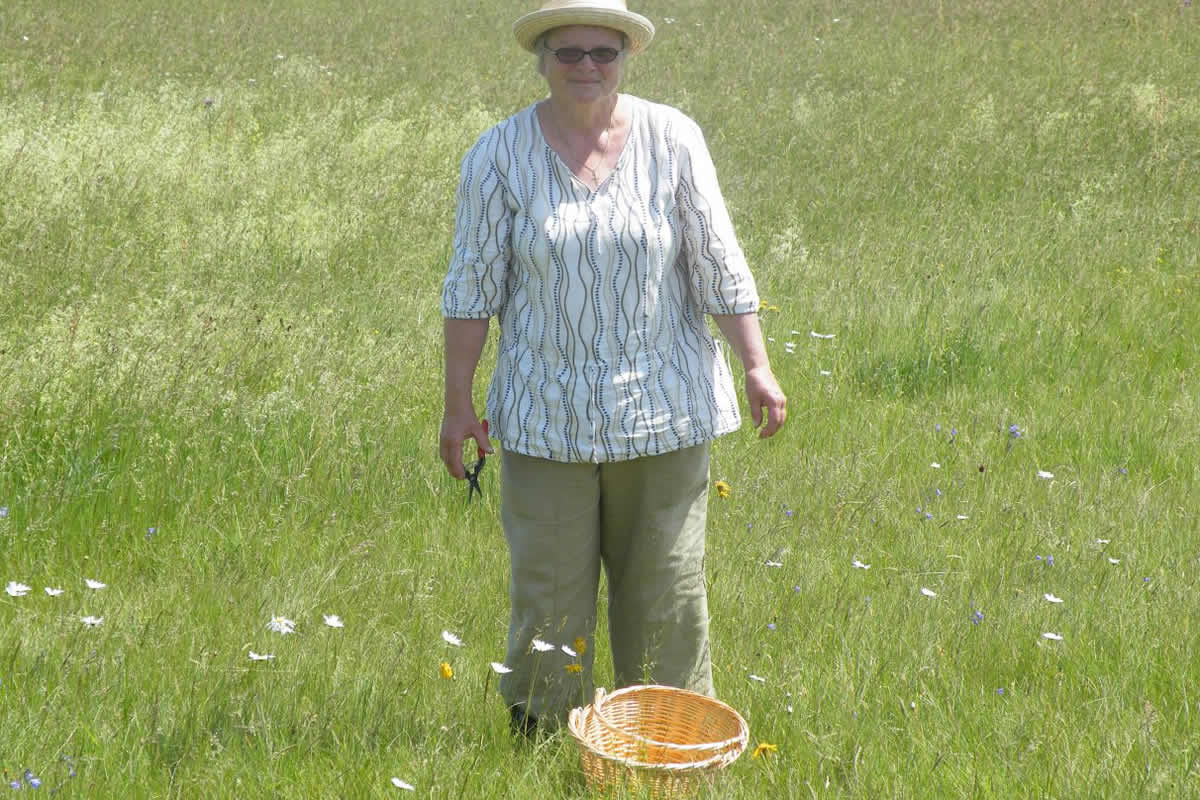 Karin Raithel vom Naturhof Faßmannsreuther Erde beim Sammeln von Arnikablüten