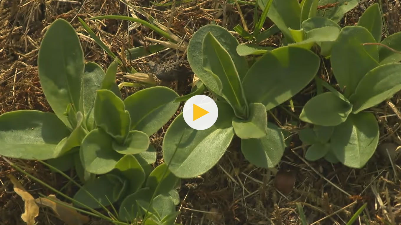 Projekt Arnica montana – Revitalisierung und Nutzung als Heilpflanze